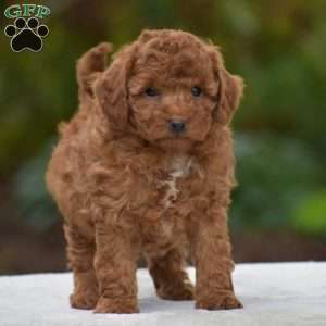 Kory, Miniature Poodle Puppy